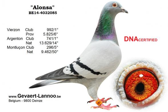 Alonsa BE14-4032085
