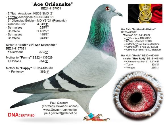 Ace Orleanske           BE21-4167001