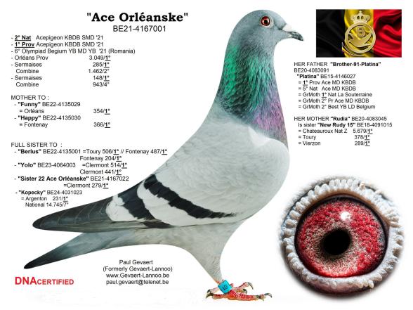 Ace Orleanske           BE21-4167001